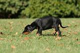 DOBERMANN 361